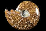 Polished, Agatized Ammonite (Cleoniceras) - Madagascar #94257-1